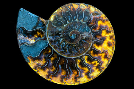 A fossilized gemstone ammonite cross-section displays texture.Nautilus fossil.の写真素材