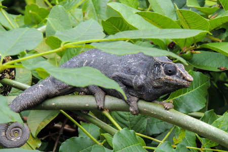 Panther Chameleon lat. Furcifer pardalis .Wild nature Madagascarの写真素材