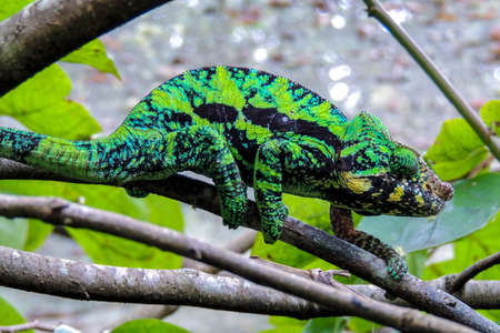 Panther Chameleon lat. Furcifer pardalis Madagascar