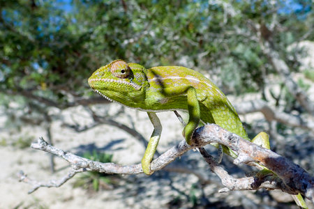 Common Chameleon - Chamaeleo chamaeleon, Wild nature Madagascarの写真素材