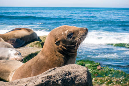 Sea Lion baby seal - puppy on the beach, La Jolla, California.の写真素材