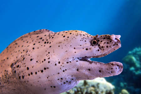 White moray eel - detail - close upの写真素材