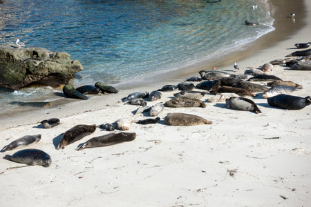 Sea Lion on the beach, La Jolla, Californiaの写真素材