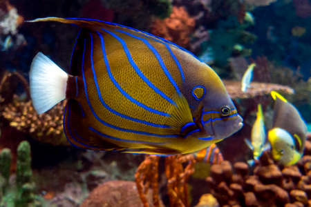 Annularis Angelfish - Pomacanthus annularis, coral fish,