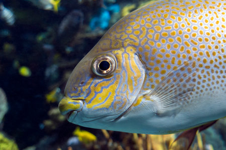 Yellowspot rabbitfish Siganus guttatus, close up, detailの写真素材