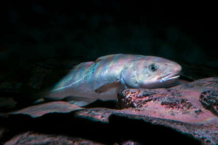 Atlantic Cod, - Gadus morhua, fish, close up