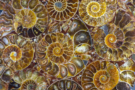 Closeup of an ammonite prehistoric fossil - detailの写真素材