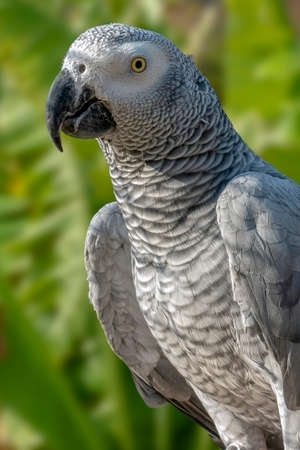 Close-up bird portrait of African Gray Parrot, Psittacus erithacusの写真素材
