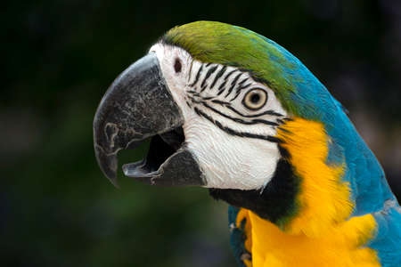 Portrait of a colorful parrot, Beautiful macaw parrot