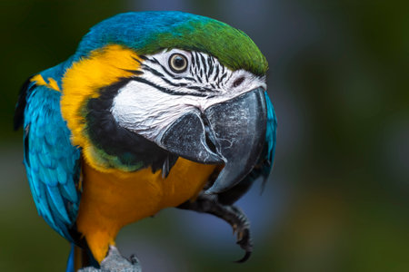 Portrait of a colorful parrot, Beautiful macaw parrot