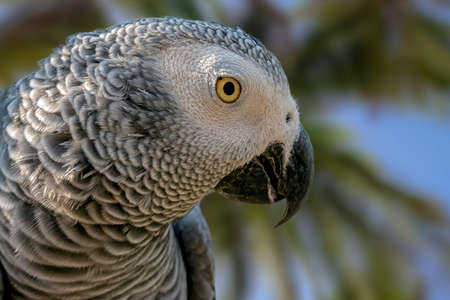 Close-up bird portrait of African Gray Parrot, Psittacus erithacus