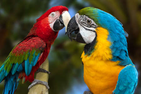 The parrots love each otherの写真素材