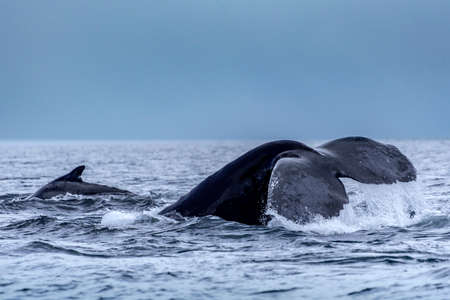 Whale Humpback - Megaptera novaeangliae - Madagascar. St. Mary`s Island
