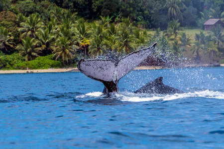 The tail of the humpback whale Megaptera novaeangliae. Madagascar. St. Mary`s Island.の写真素材