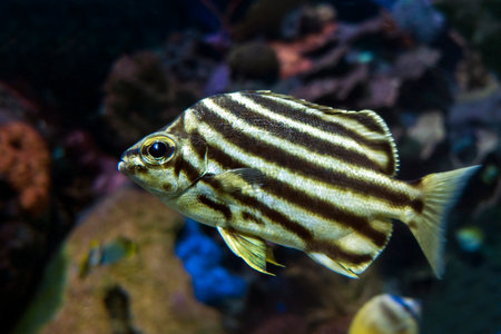 Stripey fish Microcanthus strigatus - close upの写真素材
