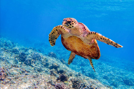 Hawksbill sea turtle (Eretmochelys imbricata) swimming in Indian ocean in Maldivesの写真素材