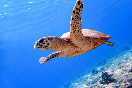 Hawksbill sea turtle (Eretmochelys imbricata) swimming in Indian ocean in Maldivesの写真素材