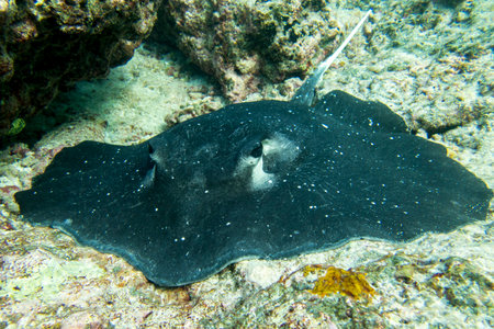 A stingray lies in clear shallow waters in the Maldives
