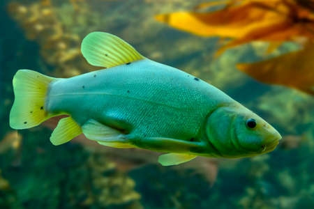 The tench or doctor fish (Tinca tinca), close upの写真素材