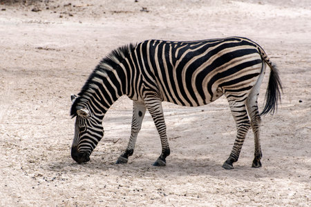 Plains Zebra (Equus quagga), wild life animalの写真素材