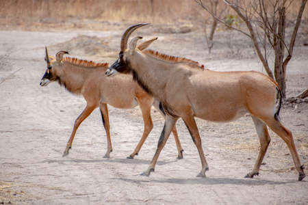 Roan antelope, Hippotragus equinus, savanna antelope found in West, Central,の写真素材