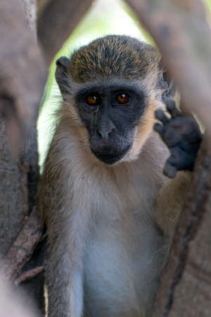 Green Vervet Monkeys in Bigilo forest park, Portrait, detail, close up The Gambia.