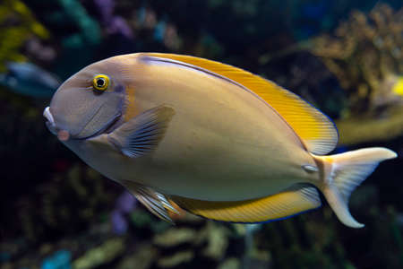 Eyestripe surgeonfish, (Acanthurus dussumieri), coral tropical fishの写真素材