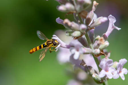 A Marmalade hoverfly (Episyrphus balteatus) sits on a flower and sucks nectar.