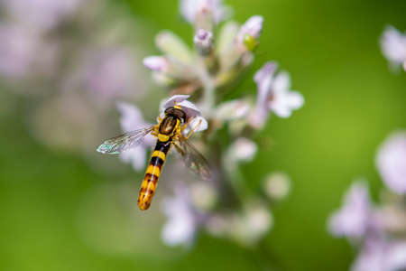 A Marmalade hoverfly (Episyrphus balteatus) sits on a flower and sucks nectar.