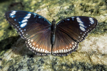 Close up of male Great Eggfly Hypolimnas bolina butterflyの写真素材