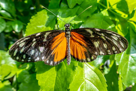 Monarch butterfly on flowers.Close up, detail