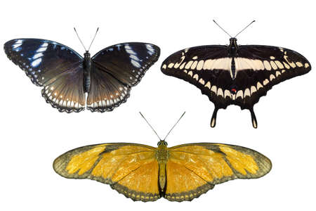 Real butterflies separate on white background - set 03の写真素材