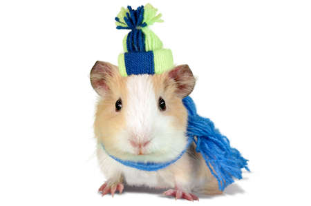Guinea pig dressed in a winter hat and scarfの写真素材