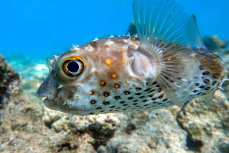 Yellowspotted burrfish (cyclichthys spilostylus) taken in the Red Sea.の写真素材