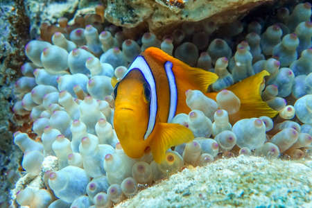 Red Sea anemonefish - Red Sea clownfish (Amphiprion bicinctus) in bubble anemone. Close up.