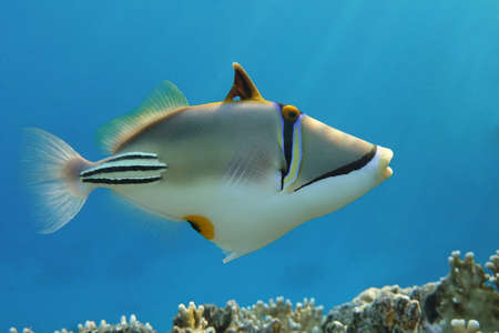 Picasso triggerfish (Rhinecanthus aculeatus), coral fish on the coral reef.の写真素材