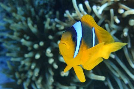 Red Sea anemonefish - Red Sea clownfish (Amphiprion bicinctus)の写真素材