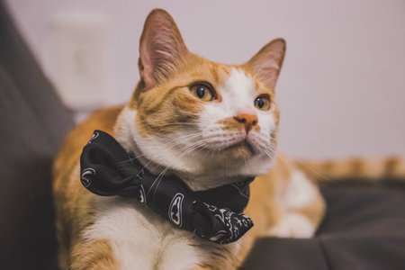 This is a cute cat wearing a bow tie. He is laying on the couch quietly.の写真素材