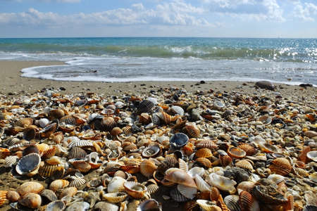 Close-up of seashells with the waves of the sea in the background
