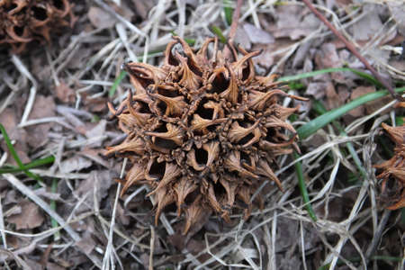 Dried liquidambar seed on the ground. Star shape, brown color