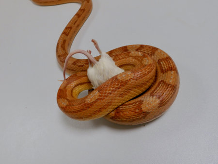Isolated corn snake (Pantherophis guttatus) killing a white lab mouse (Mus musculus), gray...