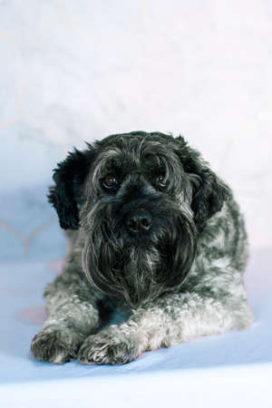 Schnauzer dog of black and white color lying on a white background.