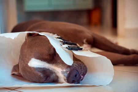 Close-up of a short haired brown and white pit bull dog sleeping on the white floor with a white...