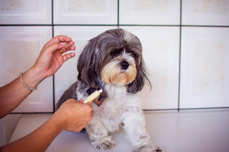 A veterinarian combing with a brush, the long hair of a gray and white shih tzu dog, lying on a white table.