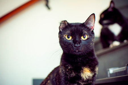 A black cat with only one ear and with yellow eyes looking at the camera and in the background another black cat lying on some dark gray stairs inside a house.の写真素材