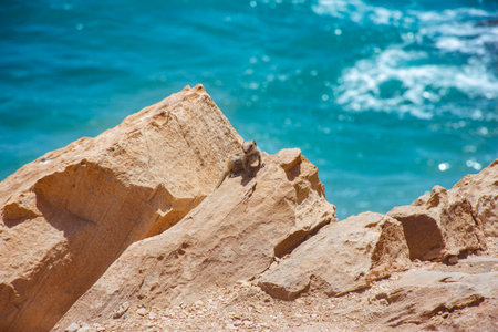 A small squirrel on some brown rocks with the background of blue sea water with a little wave.の写真素材