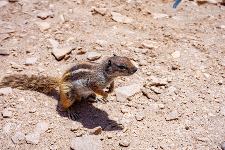 A small brown squirrel standing walking on the sandy ground with brown stones.