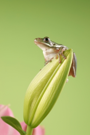 Tree frog  Litoria infrafrenata の写真素材