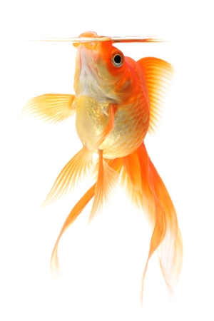 Goldfish with an open snout on white backgroundの写真素材