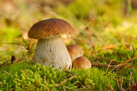 Mushrooms Bolete, fungus in the wild  Boletus pinophilus の写真素材